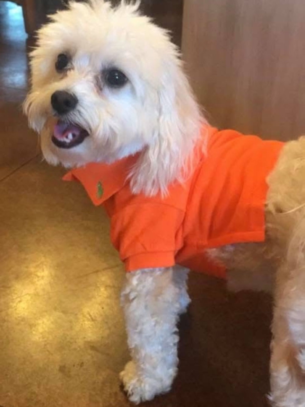 Polo by Ralph Lauren Orange Dog Polo Shirt - Picture 3 of 3